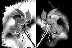 0Montage-BW-2