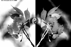 0Montage-BW-6