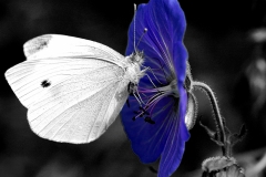DSC12849-sw-blue